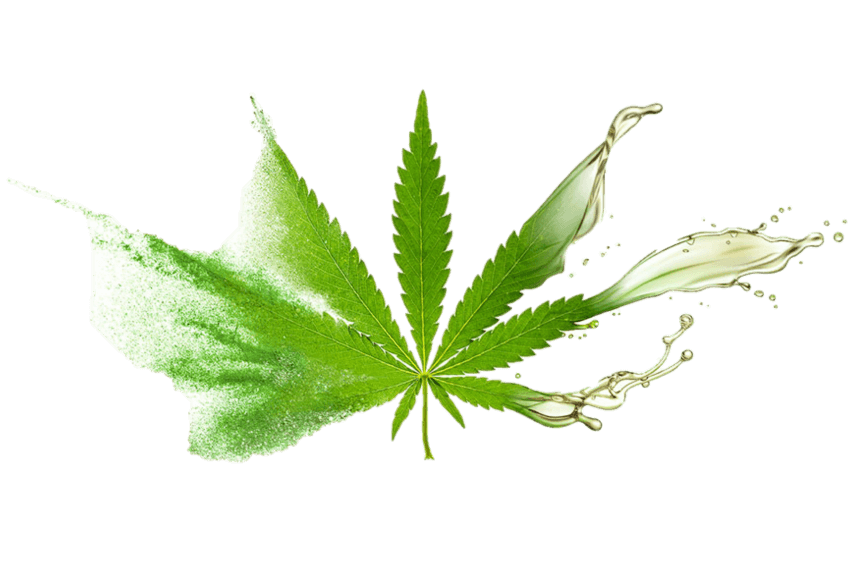 cbd leaf