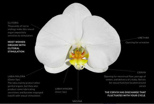Vulva vs Vagina: What's the difference?